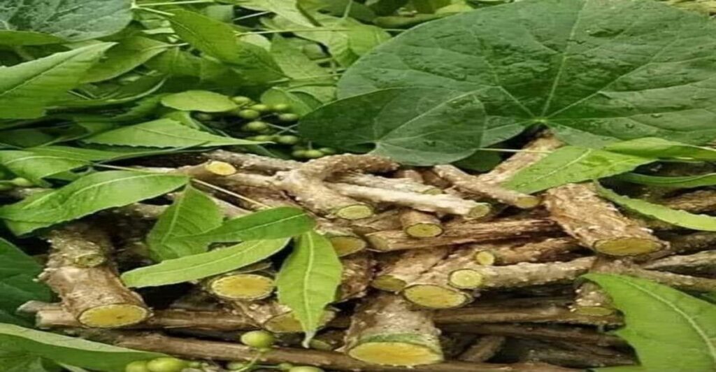 सौ मर्ज की एक दवा – गिलोय